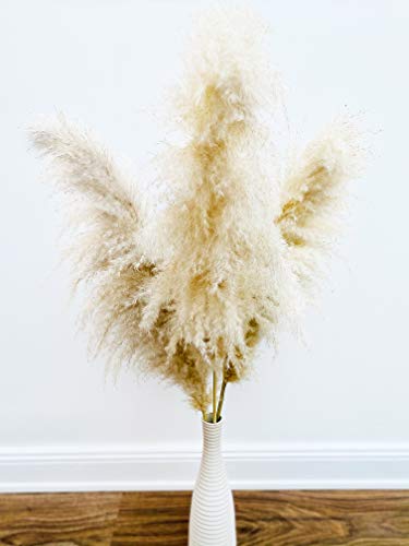 Cortaderia selloana - Césped de Pampas (3 unidades, secado natural, para decoración de bodas, eventos), decoración de interiores, estilo bohemio chic, longitud aprox. 110 cm, color beige natural