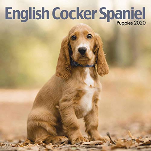 English Cocker Spaniel Puppies Mini Square Wall Calendar 202