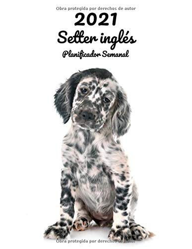 2021 Setter inglés Planificador Semanal: 123 Páginas | Tamaño A4 | Calendario | 14 Meses | 1 Semana en 2 Páginas | Agenda Semana Vista | En español | Perro