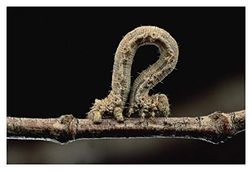 Obras de Arte Italia Creosotebush Caterpillar inching along twig-Paper Art-20"x34"