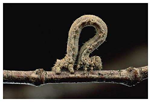 Obras de Arte Italia Creosotebush Caterpillar inching along twig-Paper Art-50x34"