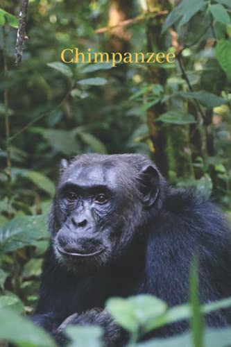 Chimpanzee: The beauty of nature. College Ruled Lined Blank Paper For Writing. Notebook Journal, Diary.