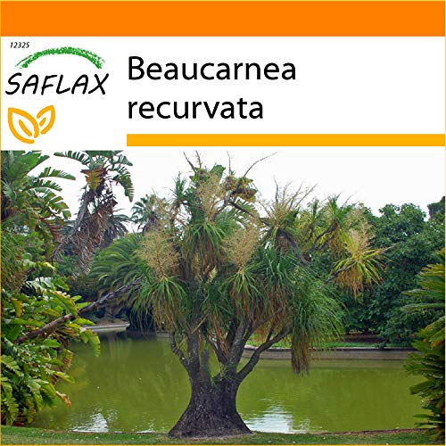 SAFLAX - Garden in the Bag - Pata de elefante - 10 semillas - Con sustrato de cultivo en un sacchetto rigido fácil de manejar. - Beaucarnea recurvata