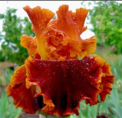 Bulbos de Iris,Muchos Colores, Hermosos Jóvenes,Plantas Preciosas Que Te Hacen FelizHermosa Juventud,Plantas En Macetas, Fáciles De Cultivar,Hermosos Jóvenes-5 Bulbo,2