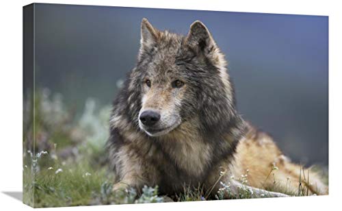 Global Gallery Gray Wolf descansando, North America-Canvas Art 61 cm x 40,6 cm