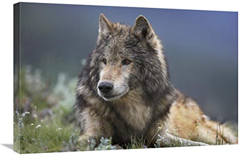 Global Gallery Gray Wolf descansando, North America-Canvas Art-76,2 x 50,8 cm