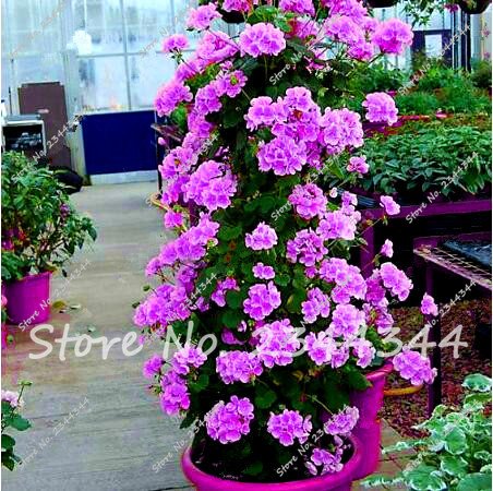 Hot 120pcs Azul Escalada Geranio Colección Pelargonium Perennial Flores Semillas Bonsai Maceta Orquideas Raras Easy Grow 9