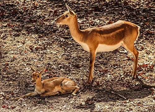 Kits de pintura por números con pinceles y pigmento acrílico para pintar en lienzo para niños adultos principiantes - gazelle impala 16 x 20 pulgadas