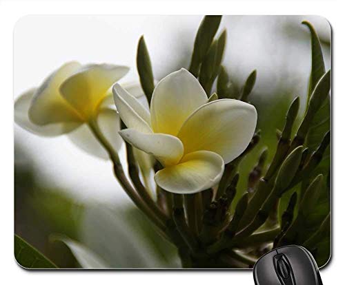 Yanteng Gaming Mouse Pads, Alfombrilla de ratón, Frangipani Tree Plumeria Temple Tree Exotic Flora