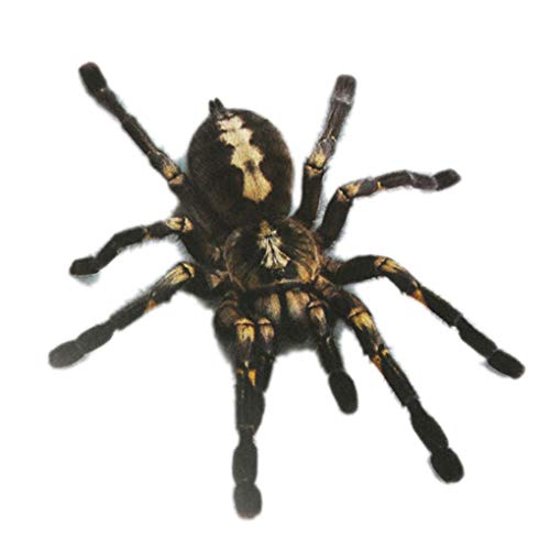 Beaums 1 Unids / 2 Unids 3D Spider Sticker Funny Car Head Spider Etiqueta engomada del Coche, 3D Tail Personalidad Spider Stickers Decal Decoración DIY Decoración