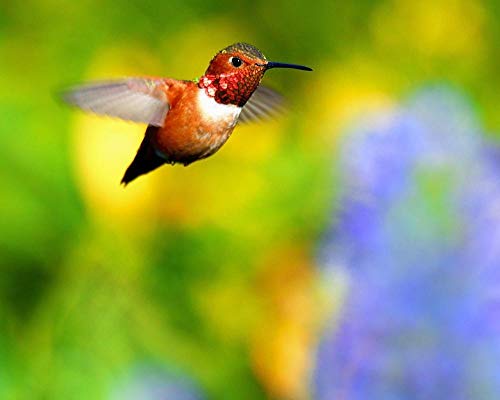 1000 Piezas Rompecabezas De Piso Juego de Rompecabezas Y Juego Familiar,Colibrí Rufo Volando (29.52" x 19.69")