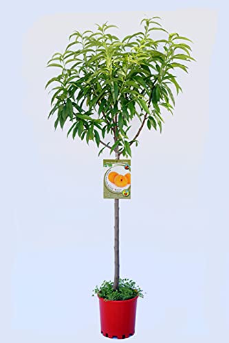 Melocotón Baby Gold 6 ECO - Árbol frutal ecológico de 2 años