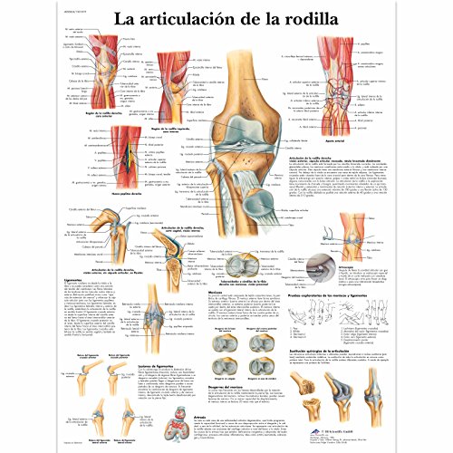 3B Scientific VR3174UU Póster anatómico, la Articulación de la Rodilla