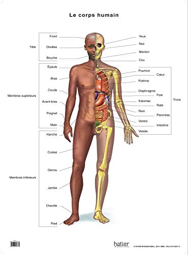 Planche de Sciences Recto Squelette Verso Corps Humain et Organes